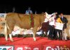 pistache championne adulte